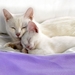 cute-cats-30-1280x800