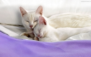 cute-cats-30-1280x800