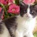 cute-cats-31-1280x800