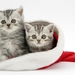 cute-cats-32-1280x800