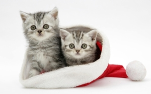 cute-cats-32-1280x800