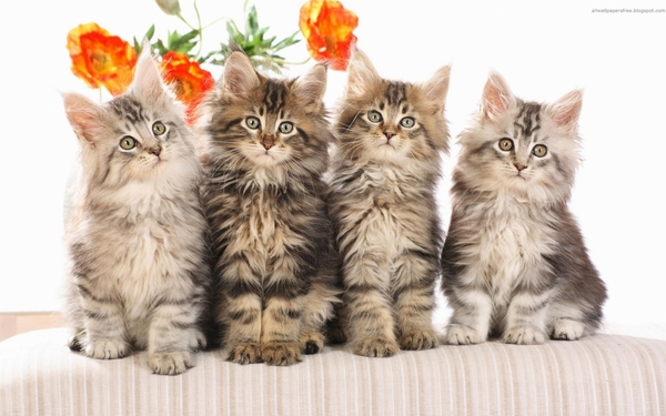 cute-cats-33-1280x800