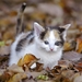 cute-cats-34-1280x800