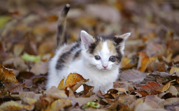 cute-cats-34-1280x800