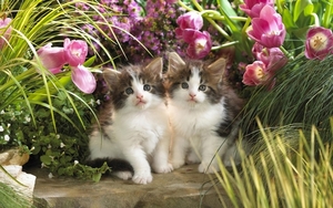 cute-cats-35-1280x800