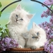 cute-cats-36-1280x800