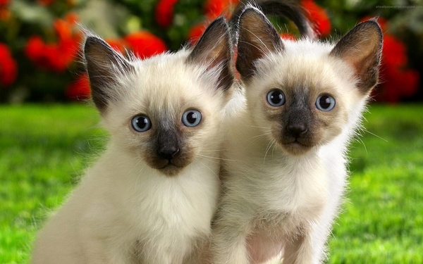 cute-cats-37-1280x800