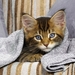 cute-cats-38-1280x800