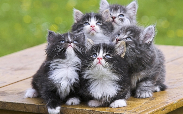 cute-cats-39-1280x800