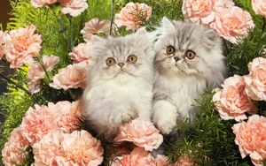 cute-cats-40-1280x800