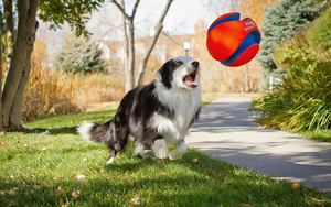 een-hond-speelt-met-een-bal-hd-honden-achtergrond