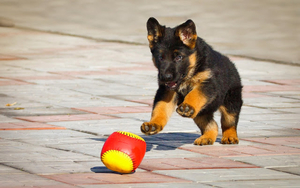 foto-jonge-duitse-herder-aan-het-spelen-met-een-bal-hd-honden-wal