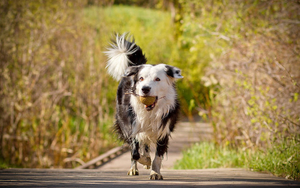 foto-van-een-hond-met-een-bal-in-zijn-bek-hd-honden-achtergrond