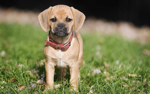 hd-achtergrond-met-een-mooi-lief-schattig-bruin-hondje-hd-wallpap