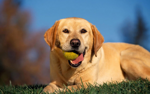 hd-honden-achtergrond-met-een-bruine-hond-met-bal-in-zijn-bek-hd-