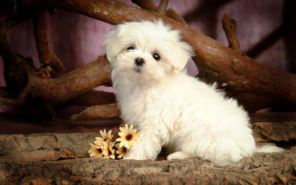 hd-honden-achtergrond-met-een-lief-schattig-maltezer-leeuwtje-wal