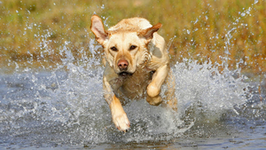 honden-wallpaper-met-een-hond-die-rent-door-het-water