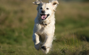 hd-honden-wallpaper-met-een-hond-aan-het-hardlopen-achtergrond-fo