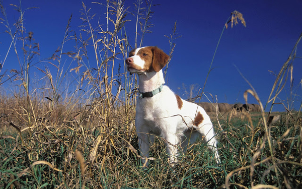 hd-honden-wallpaper-met-een-mooie-witte-hond-in-het-riet-honden-a