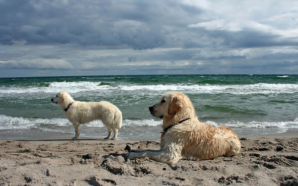 hd-honden-wallpaper-met-twee-honden-op-het-strand-bij-de-zee-hd-h