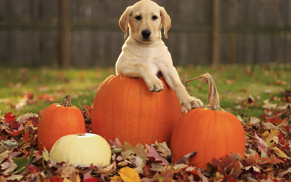 herfst-achtergrond-met-een-hond-in-een-halloween-pompoen