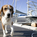 a-dog-in-the-harbour-hd-animal-wallpaper