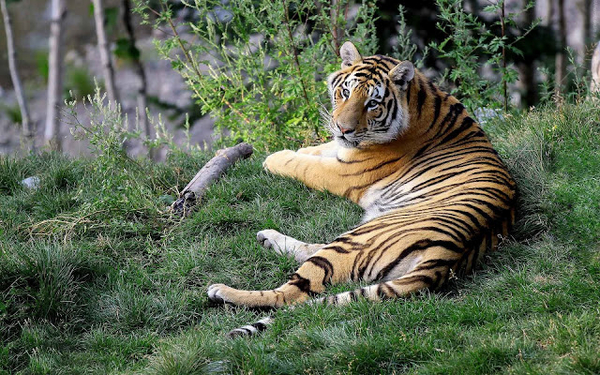 background-of-a-beautiful-tiger-resting-on-the-grass-hd-animal-wa