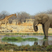 background-of-a-elephant-and-giraffes-by-a-pool