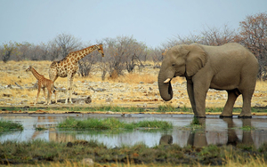 background-of-a-elephant-and-giraffes-by-a-pool