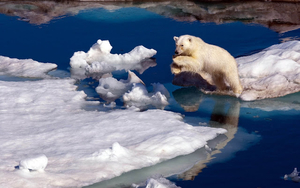 background-of-a-polar-bear-on-the-ice-hd-animals-wallpapers