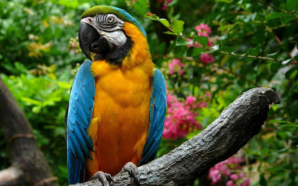 beautiful-orange-blue-parrot-wallpaper