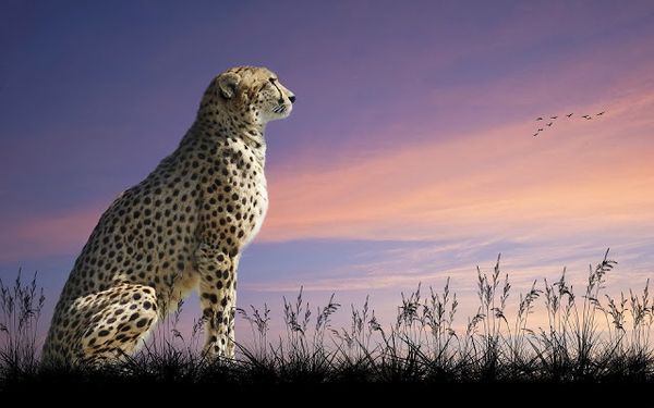 beautiful-wallpaper-of-a-sitting-cheetah-hd-cheetah-desktop-wallp