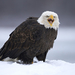 big-eagle-standing-in-the-snow-hd-animal-wallpaper-eagles