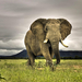 big-elephant-in-attack-mode-hd-animal-wallpaper