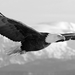 black-and-white-eagle-wallpaper