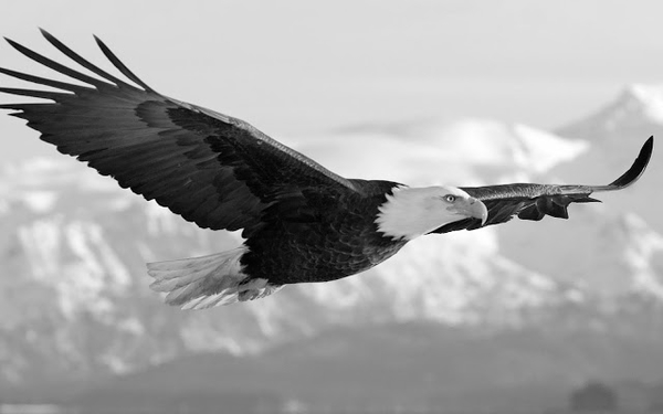 black-and-white-eagle-wallpaper