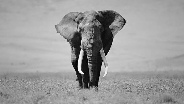 black-and-white-elephant-wallpaper-hd-animal-background-photo