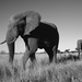 black-and-white-photo-with-elephants-hd-animals-wallpapers