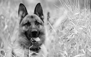 black-and-white-wallpaper-of-a-dog-hd-animal-background-photo