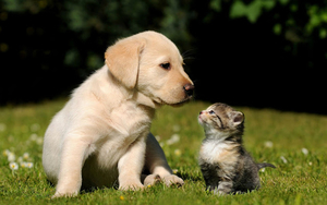 cat-and-dog-on-the-grass-wallpaper