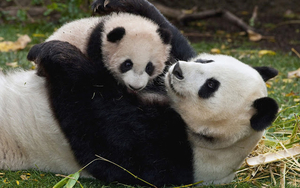 cute-photo-of-a-mama-panda-bear-with-his-baby-hd-animals-wallpape