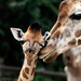 cute-wallpaper-of-giraffes-hd-animals-wallpapers