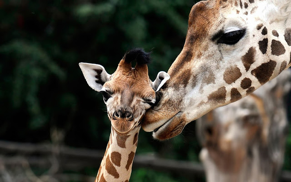 cute-wallpaper-of-giraffes-hd-animals-wallpapers