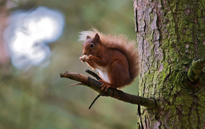 hd-squirrel-wallpaper-with-a-brown-squirrel-eating-a-nut-and-is-s