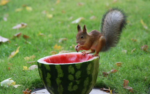 hd-squirrel-wallpaper-with-a-brown-squirrel-eating-watermelon-wal