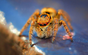 hd-tarantula-wallpaper-with-a-dangerous-looking-tarantula-hd-tara