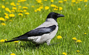 photo-of-a-crow-on-the-grass-with-yellow-flowers-hd-birds-wallpap