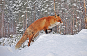 picture-of-a-red-fox-in-the-snow-in-the-winter-hd-animal-wallpape