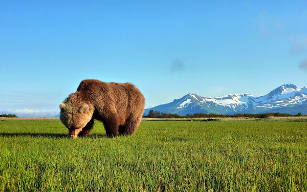 wallpaper-of-a-brown-bear-eating-grass-hd-animals-wallpapers