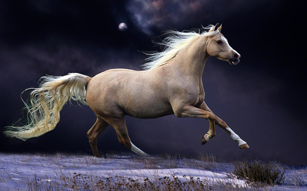 wallpaper-of-a-fast-running-brown-horse-in-the-winter-hd-horses-w